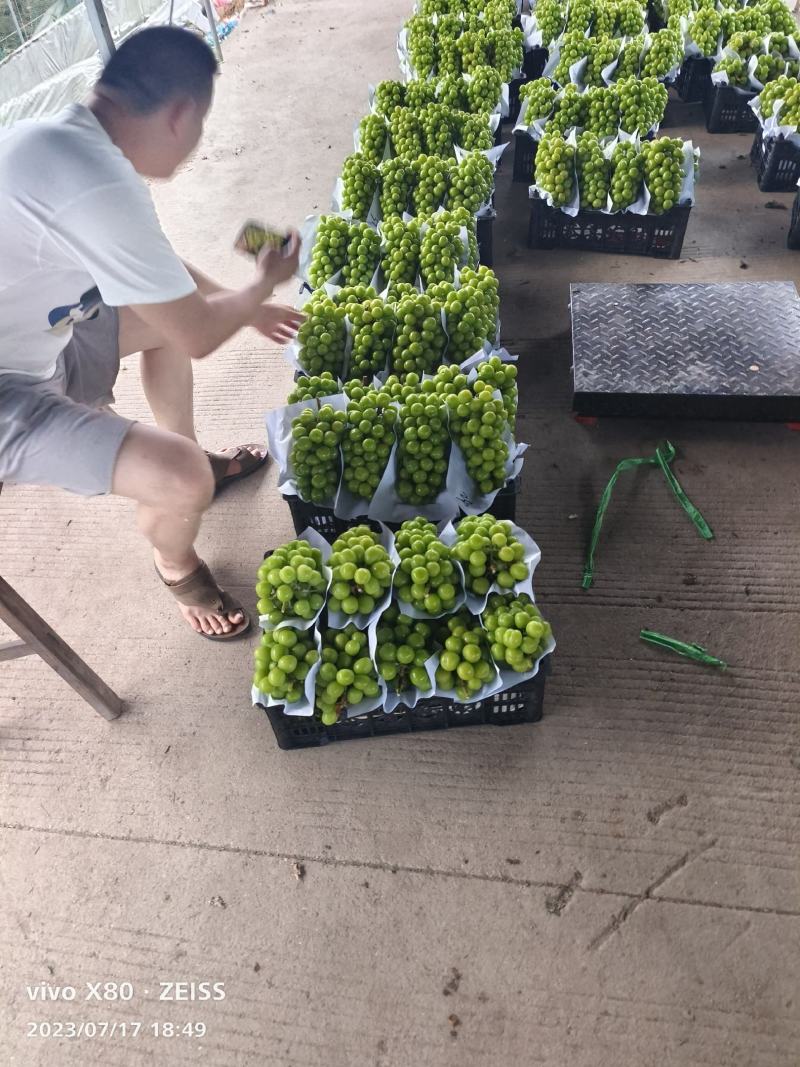 无籽阳光玫瑰高品质葡萄批发晴王台州三门基地直发对接全国