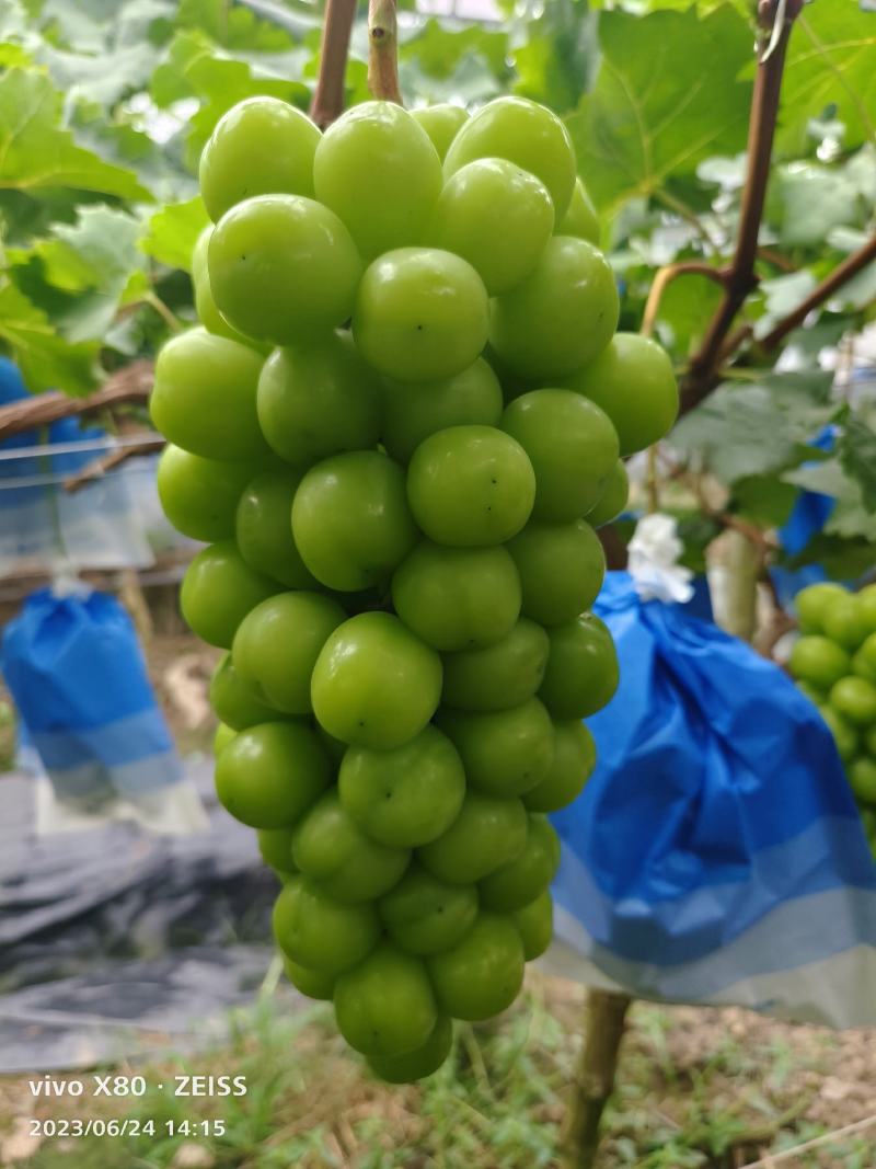 无籽阳光玫瑰高品质葡萄批发晴王台州三门基地直发对接全国