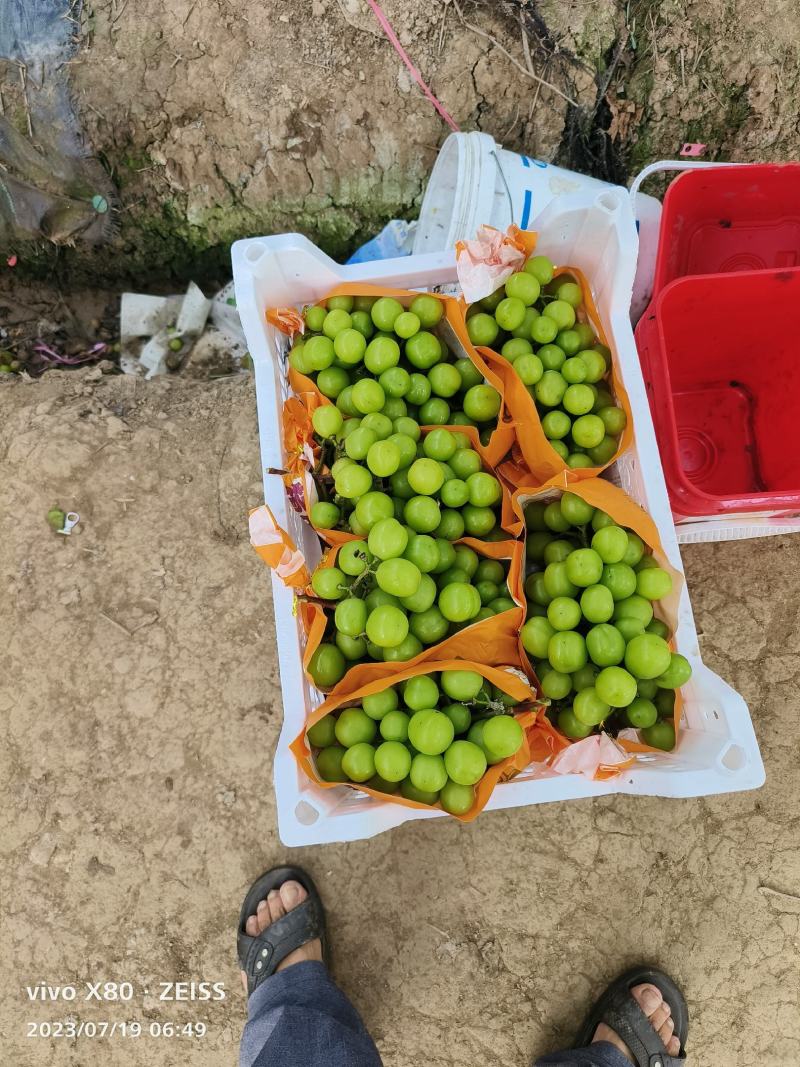 无籽阳光玫瑰高品质葡萄批发晴王台州三门基地直发对接全国