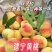 黄桃现摘现发新鲜黄桃