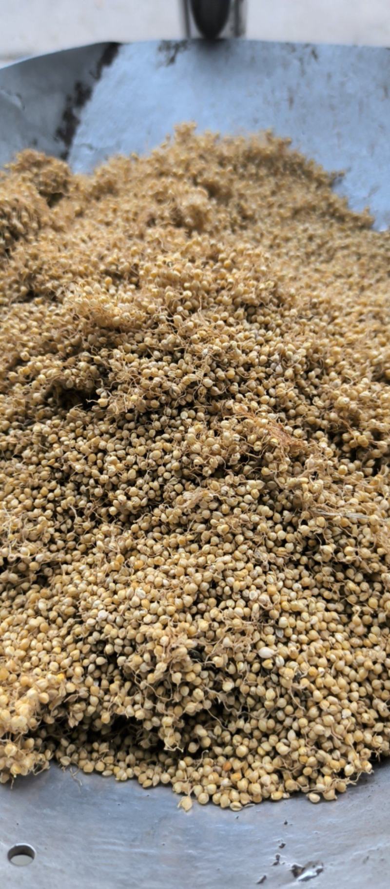 谷芽中药材批发谷芽质量保证量大从优
