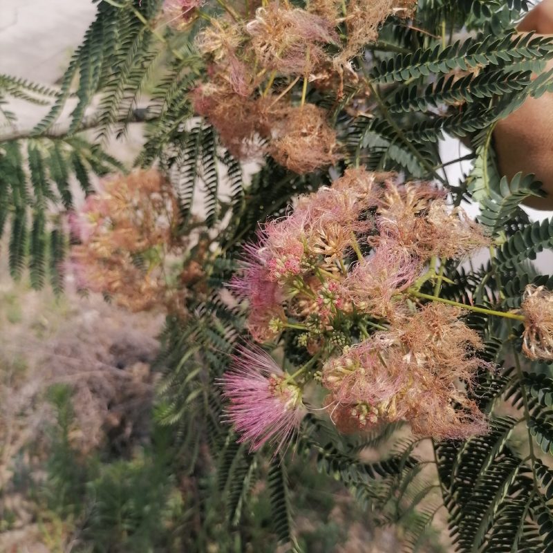 纯干无渣高含量合欢花