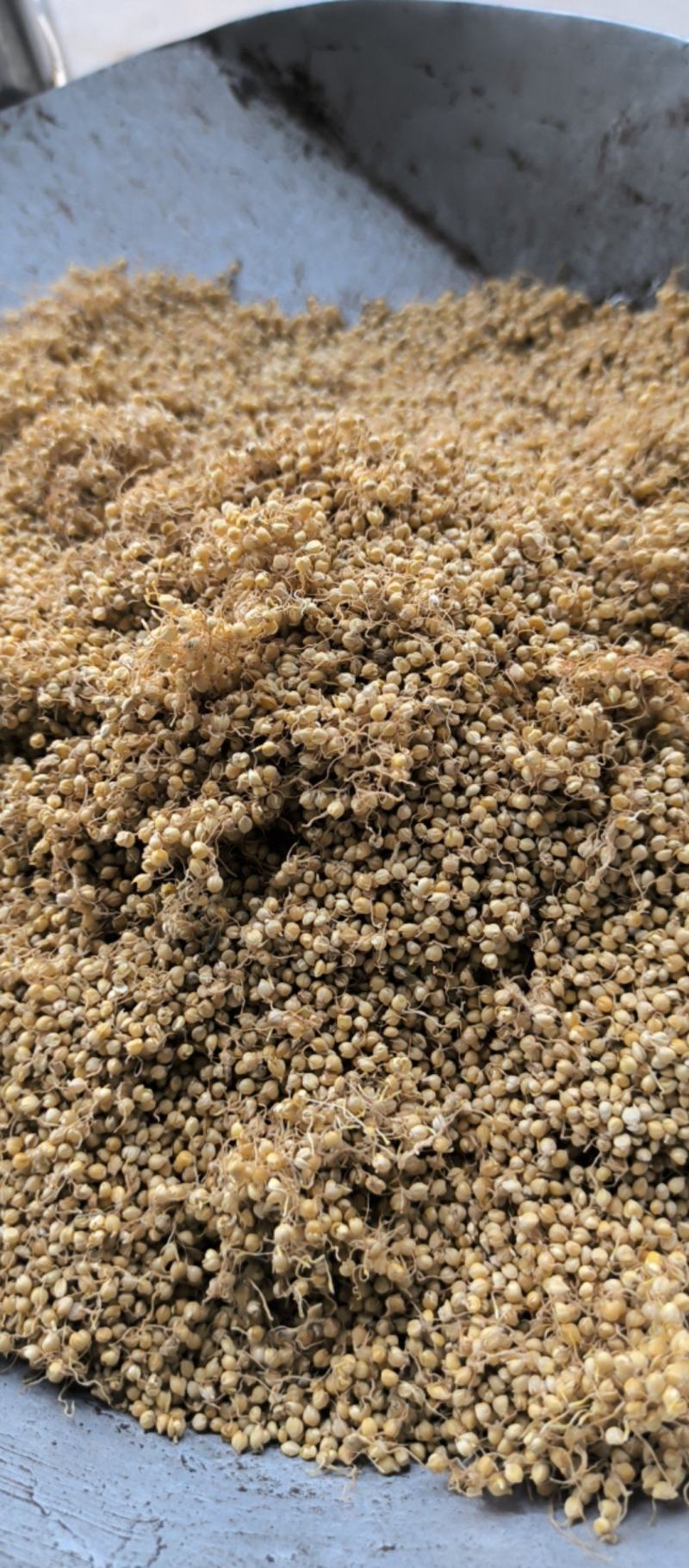 谷芽中药材批发谷芽质量保证量大从优