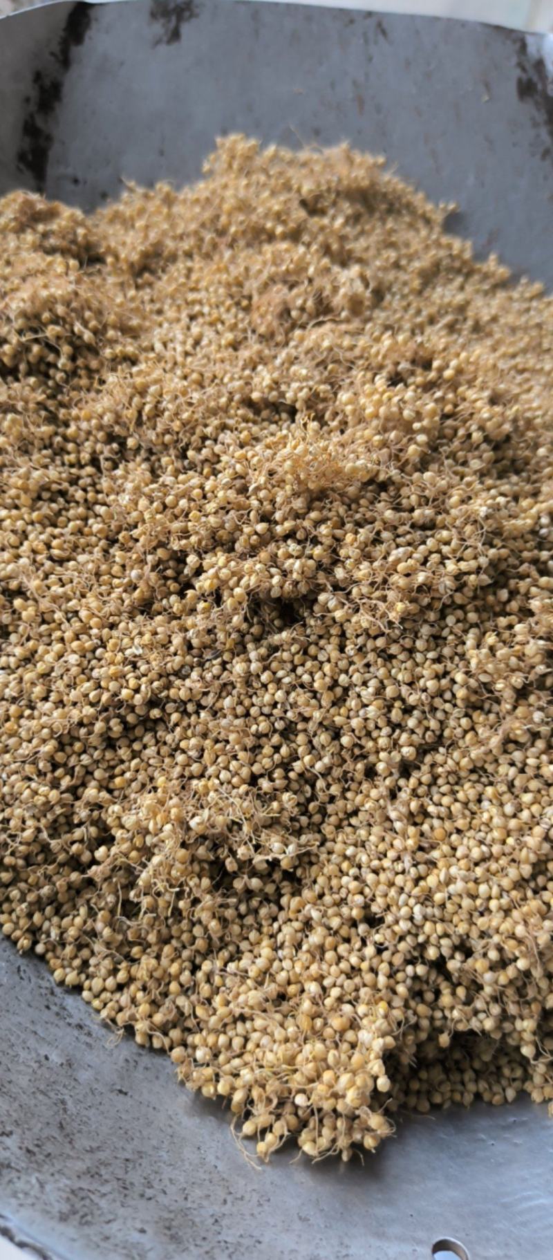 谷芽中药材批发谷芽质量保证量大从优