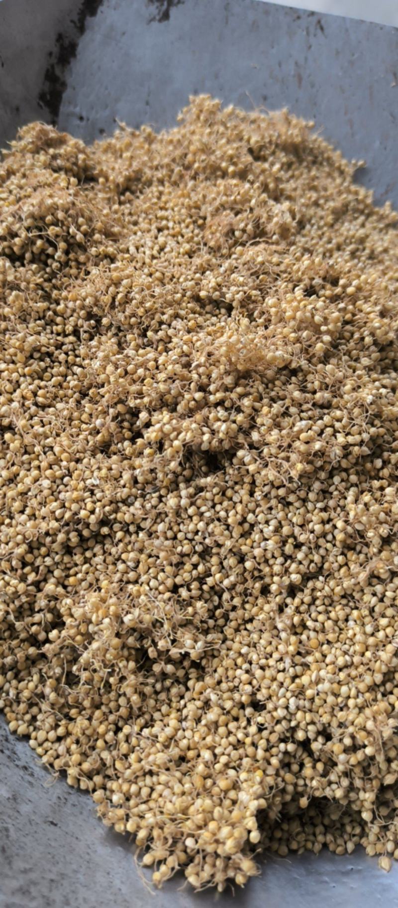 谷芽中药材批发谷芽质量保证量大从优