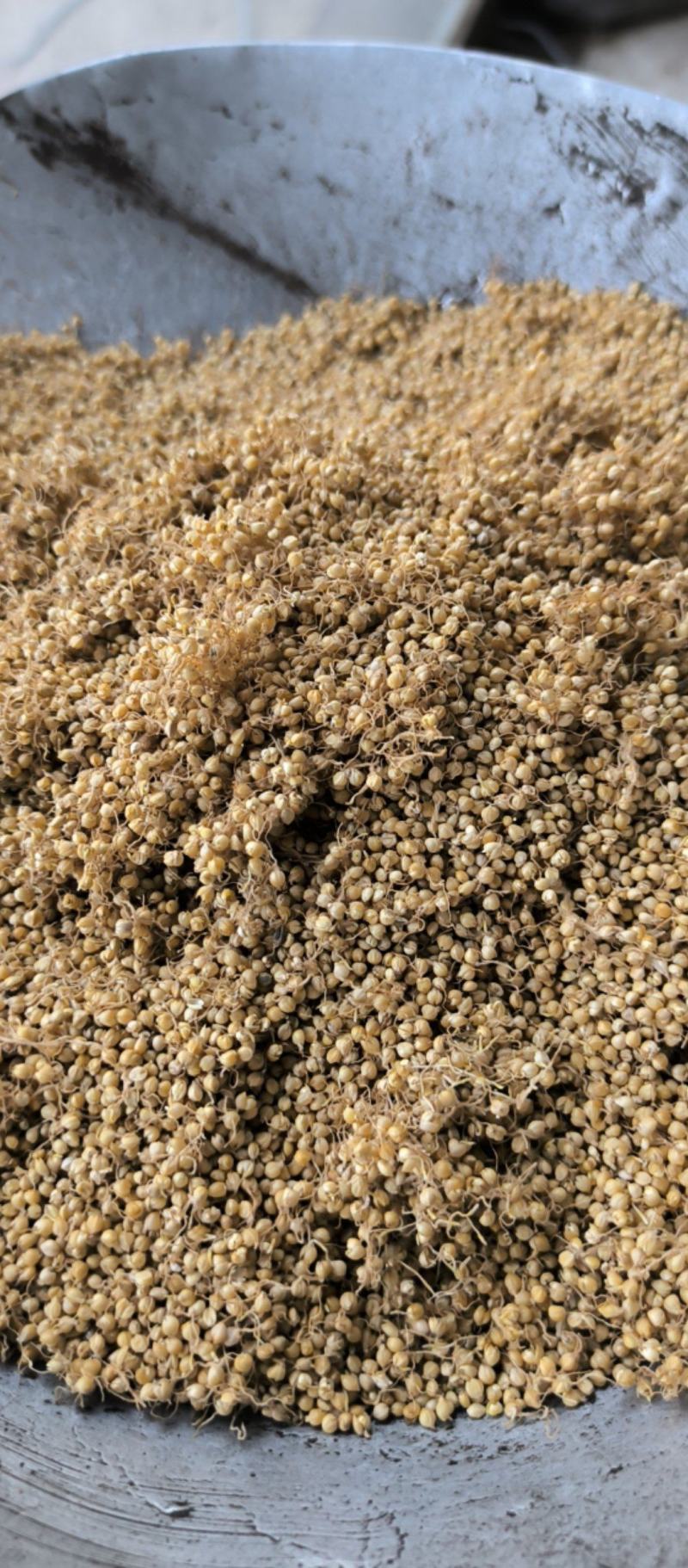 谷芽中药材批发谷芽质量保证量大从优