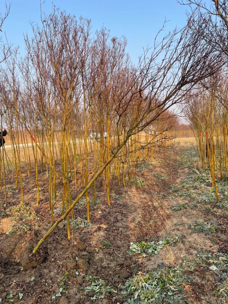 销售3—8红花紫薇，实地考察技术指导长期供应绿化苗木