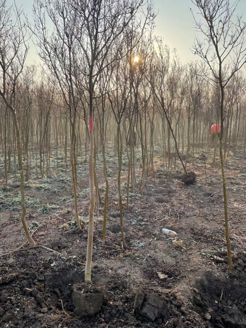 销售3—8红花紫薇，实地考察技术指导长期供应绿化苗木