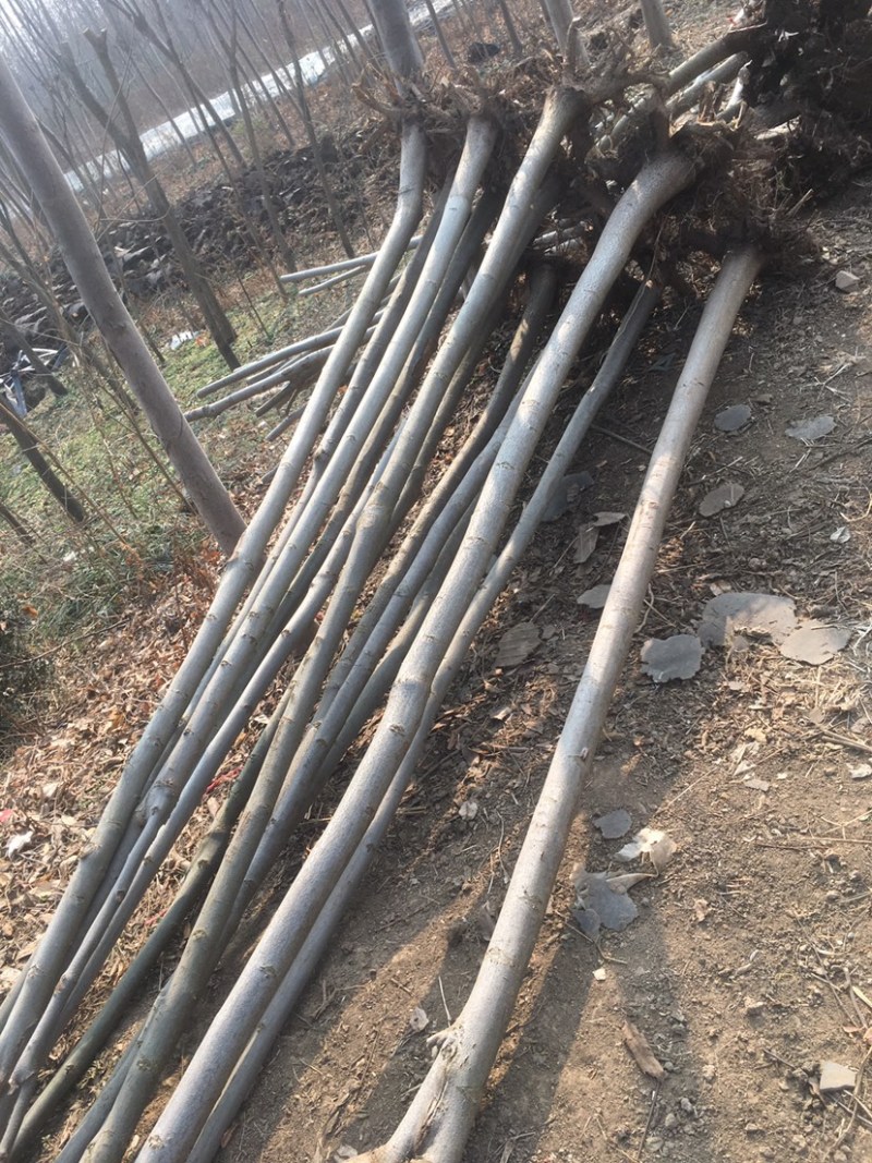 出售5公分栾树