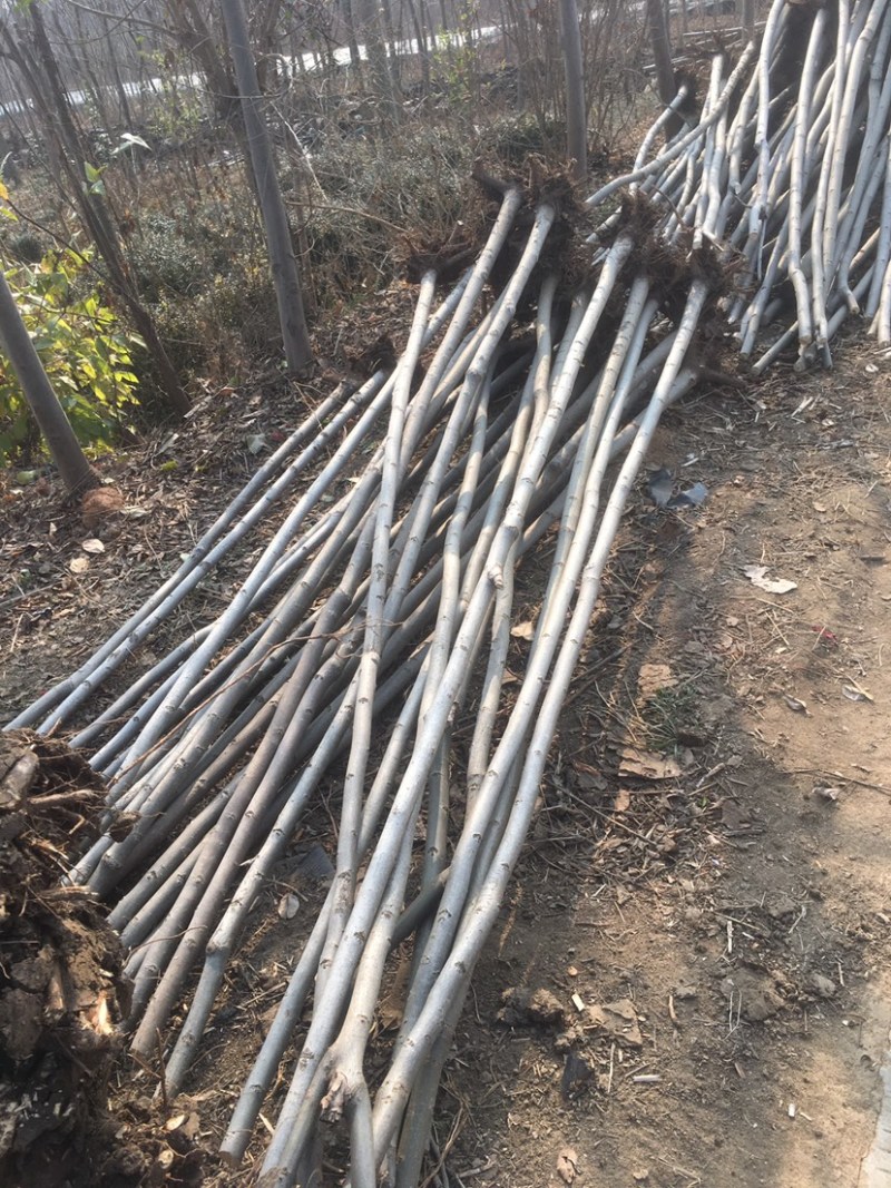 出售5公分栾树