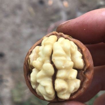 青皮核桃，青皮核桃，产地大量上市，青皮核桃，保质保量青皮