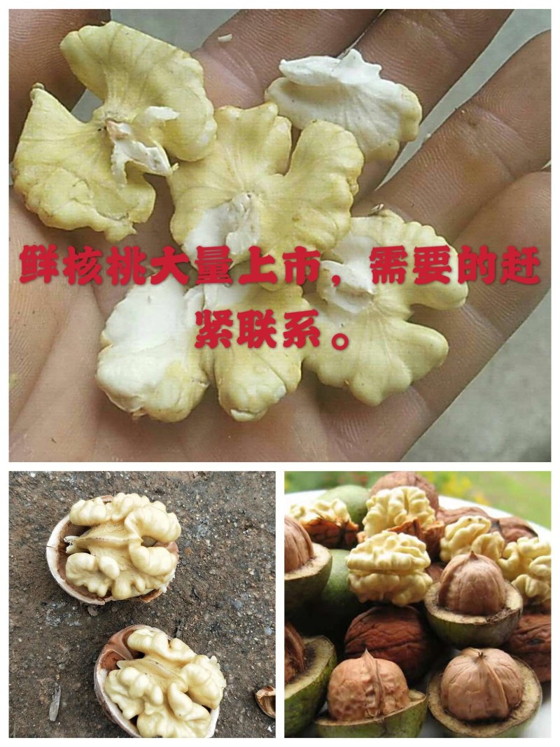 青皮核桃，青皮核桃，产地大量上市，青皮核桃，保质保量青皮