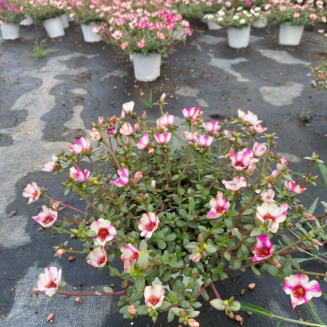 太阳花