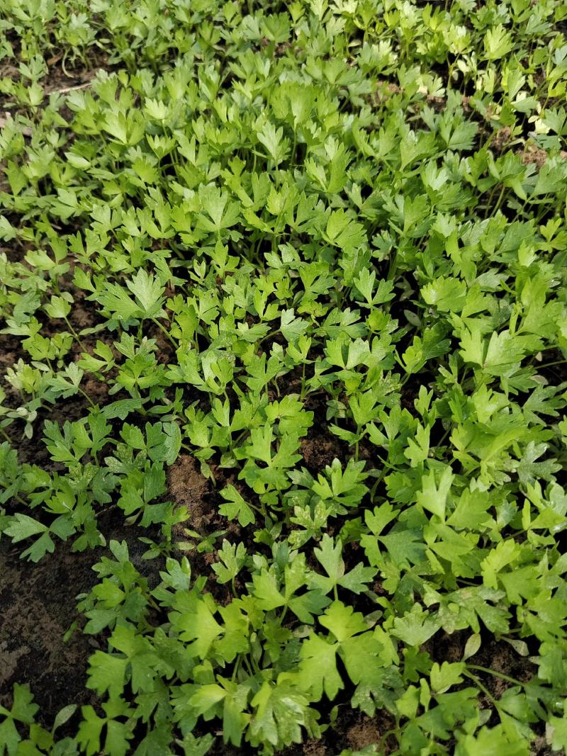 精品一级芹菜苗，头茬地，头茬苗，质量有保证