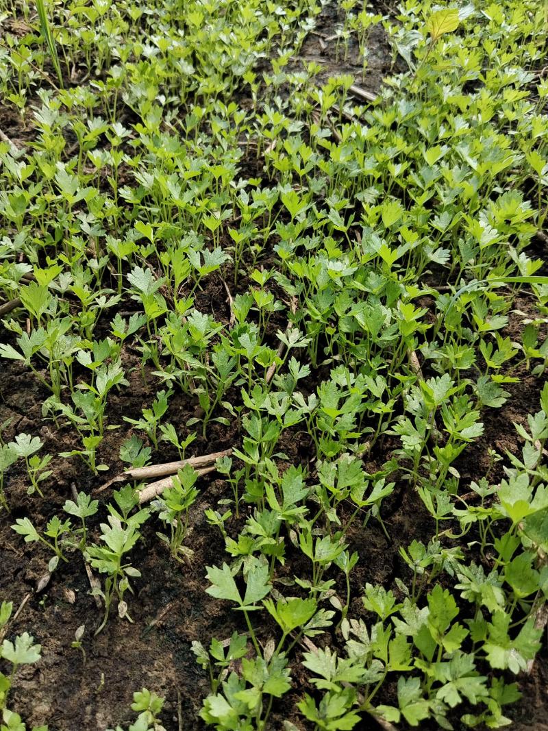 精品一级芹菜苗，头茬地，头茬苗，质量有保证