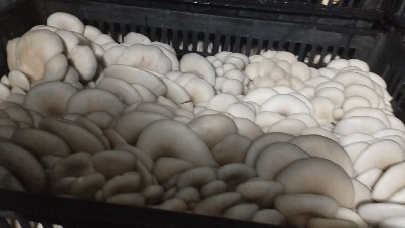 精品二茬，头茬。中小，净货10斤