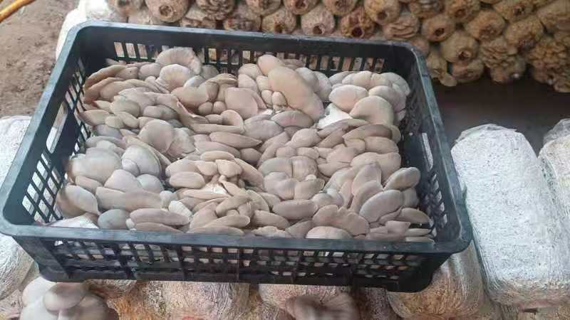 精品二茬，头茬。中小，净货10斤