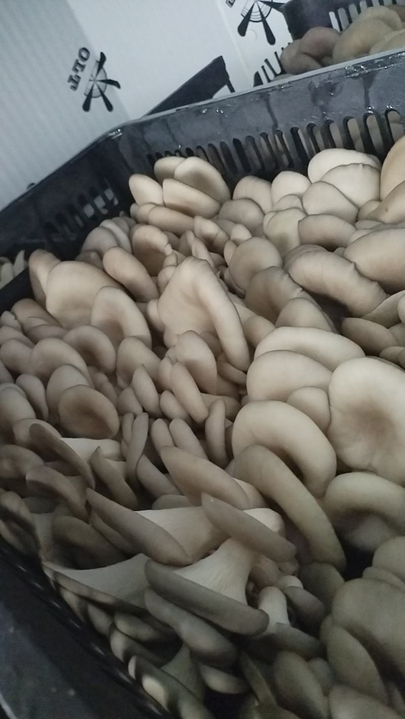 精品二茬，头茬。中小，净货10斤