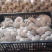 精品二茬，头茬。中小，净货10斤