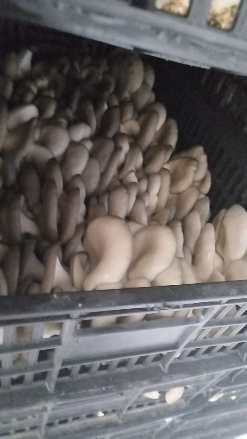 精品二茬，头茬。中小，净货10斤