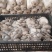 精品二茬，头茬。中小，净货10斤