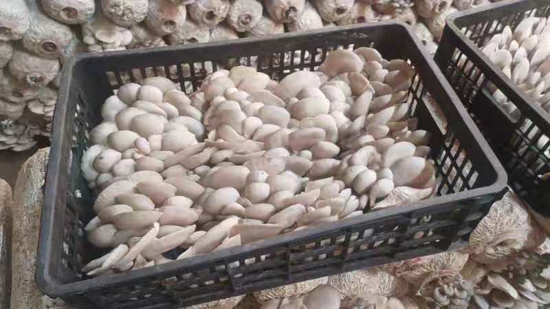 精品二茬，头茬。中小，净货10斤
