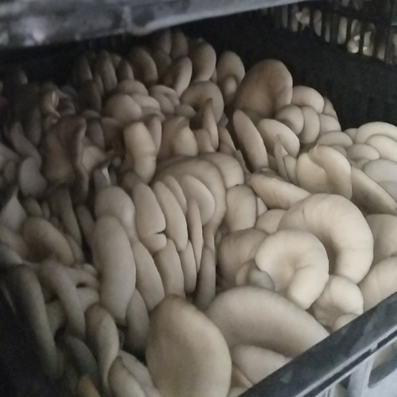 精品二茬，头茬。中小，净货10斤
