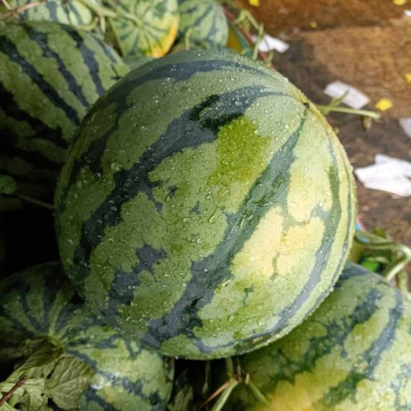 美嘟大量上市
