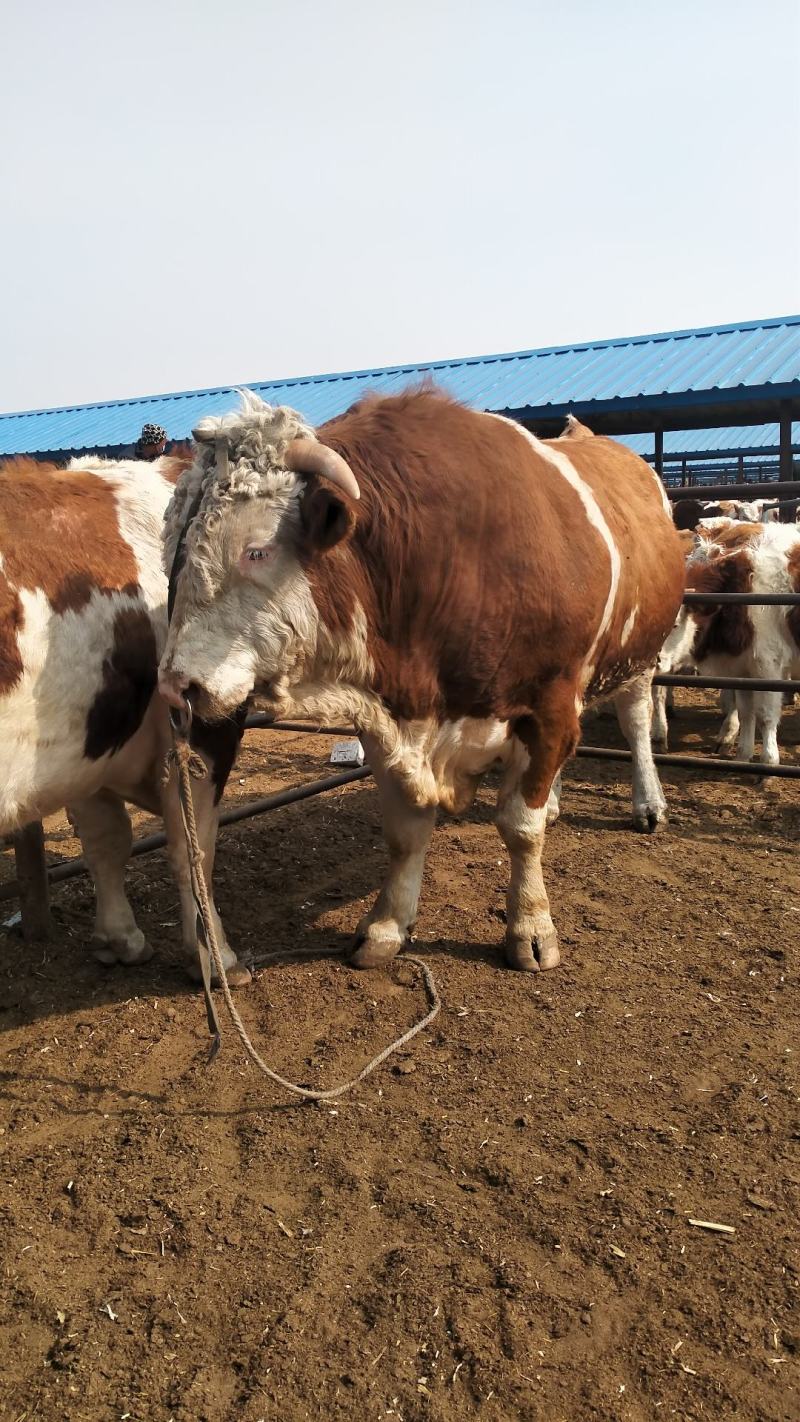 西门塔尔牛小牛犊肉牛犊草原牛皮实好养易活不易生病包送货