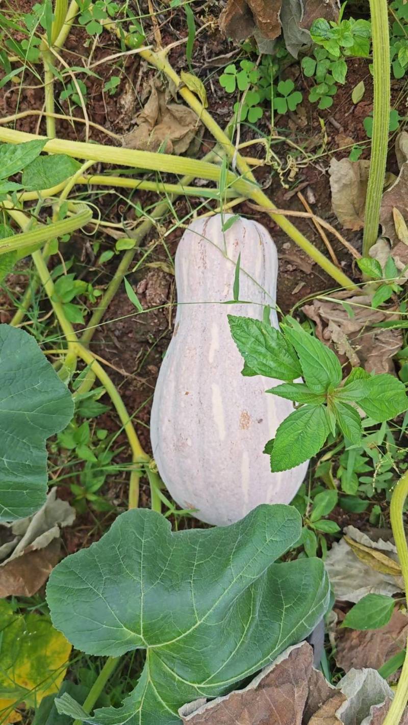 蜜本南瓜