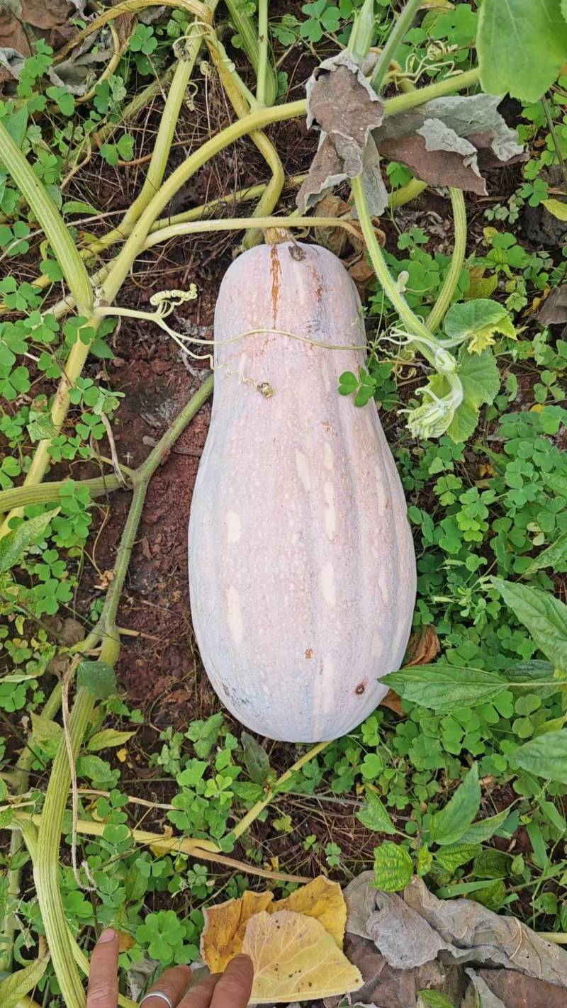 蜜本南瓜