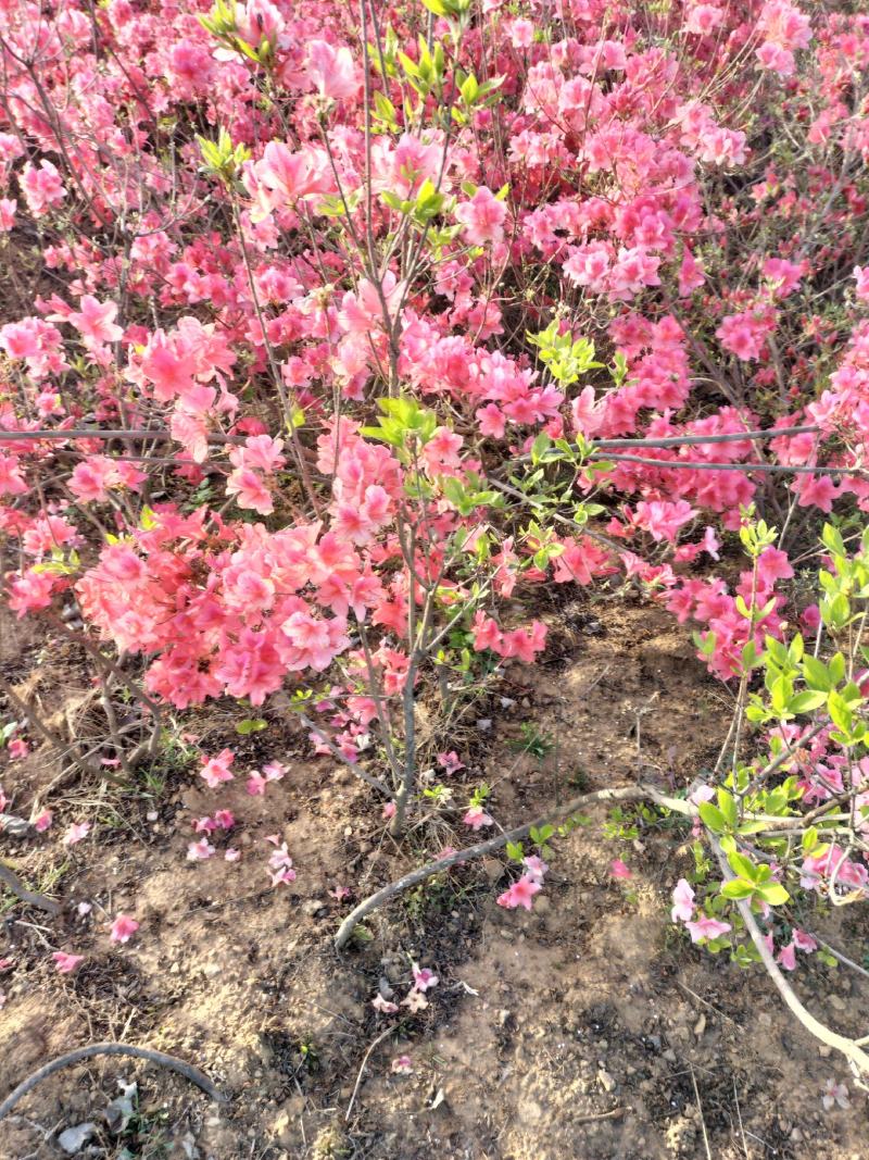 日照市东港区三庄镇高家沟映山红育苗中心，常年供黄，红，紫