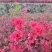 日照市，三庄镇映山红育苗中心常年供，黄，红，紫色映山红。
