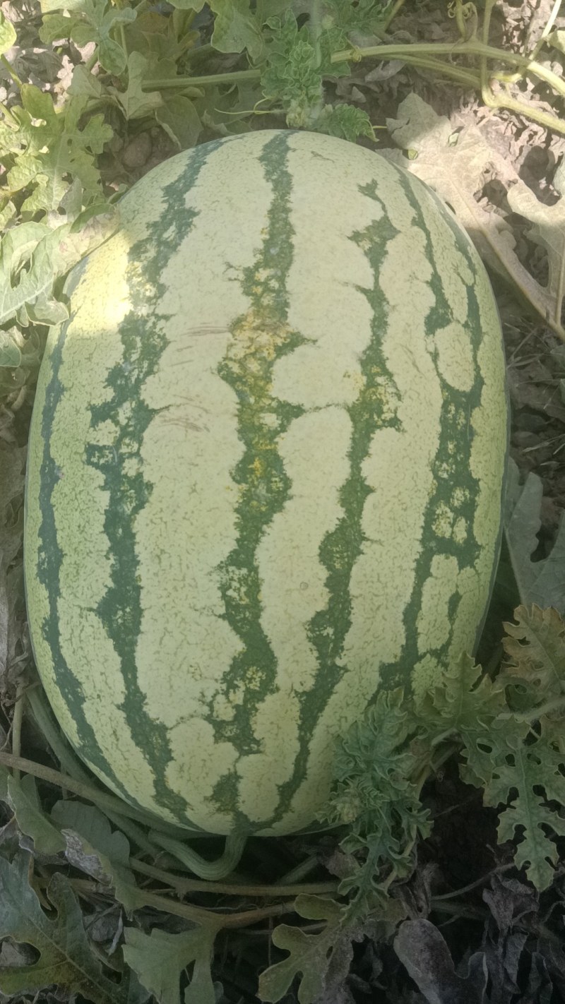 精品宁夏中卫硒砂瓜供应商超代办，代发全国各大市场