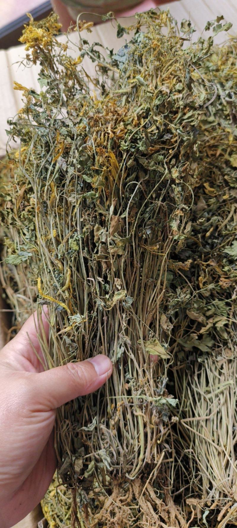 岩黄莲包邮岩黄连实物图拍摄常年供应量大从优一手货源