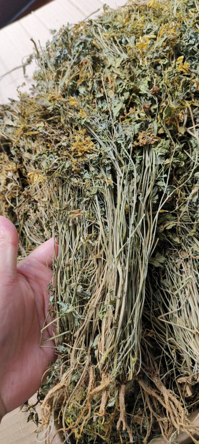 岩黄莲包邮岩黄连实物图拍摄常年供应量大从优一手货源