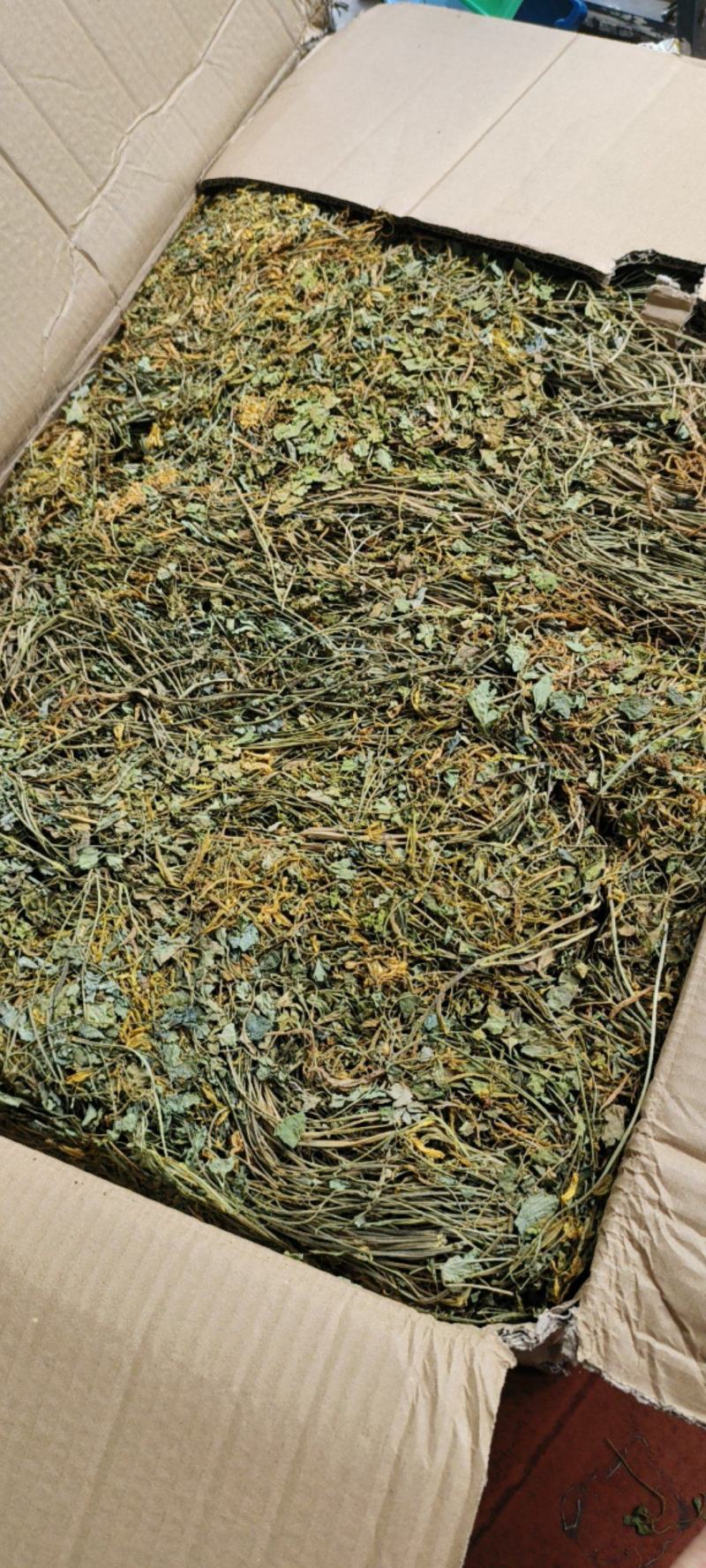 岩黄莲包邮岩黄连实物图拍摄常年供应量大从优一手货源