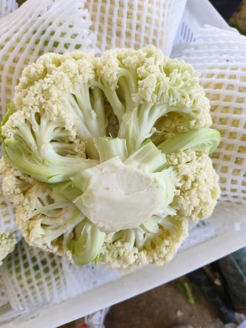 高原夏菜