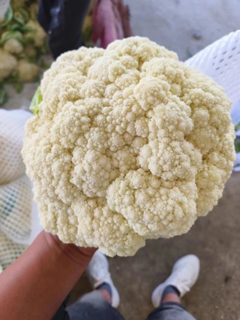 高原夏菜