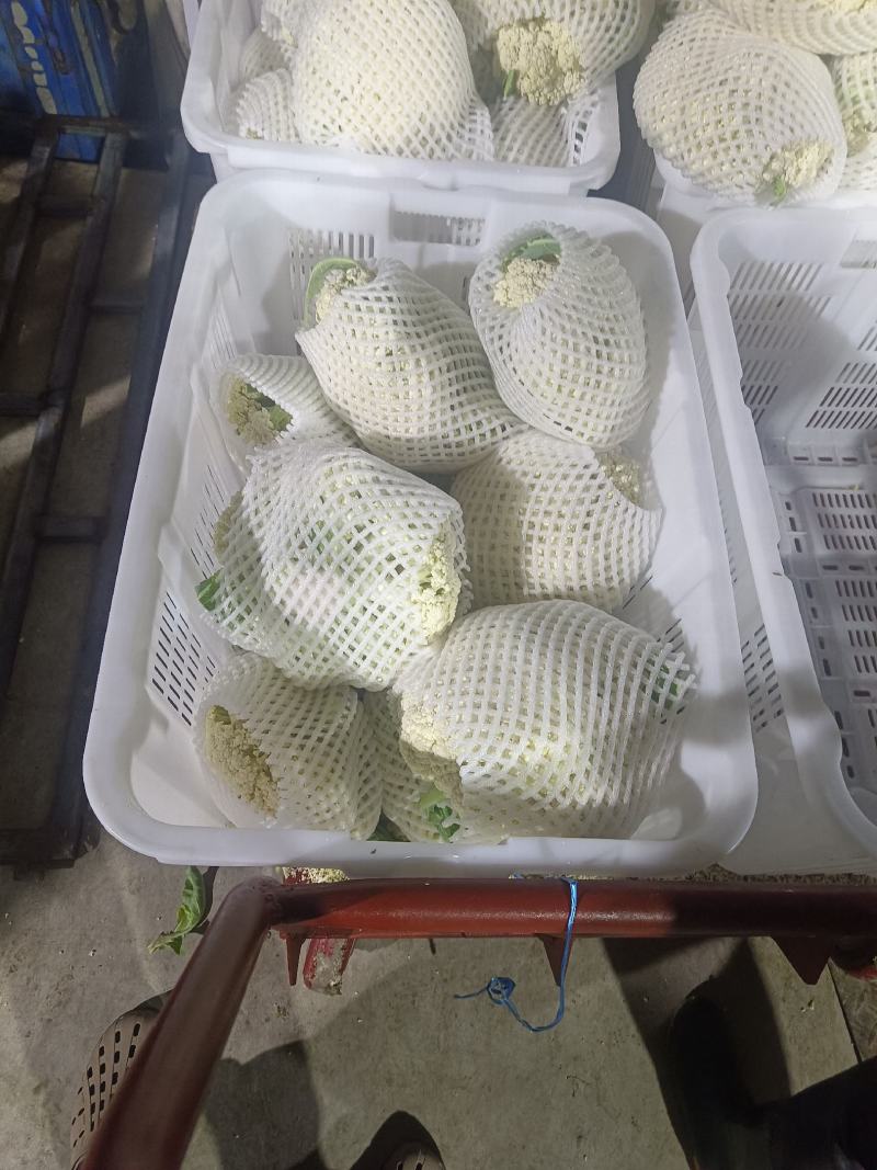 高原夏菜