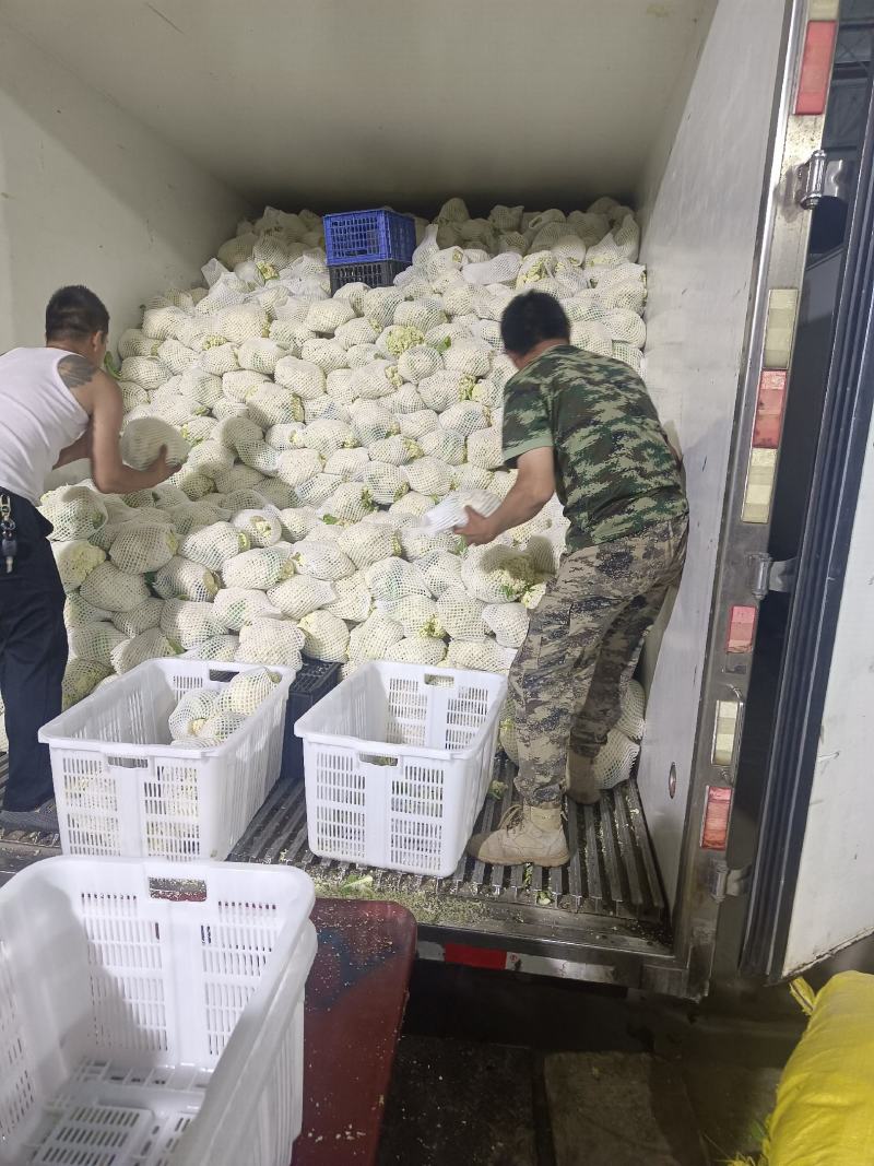 高原夏菜