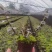 育苗基质营养土【玄土】保水透气纯植物纤维朔型省人工