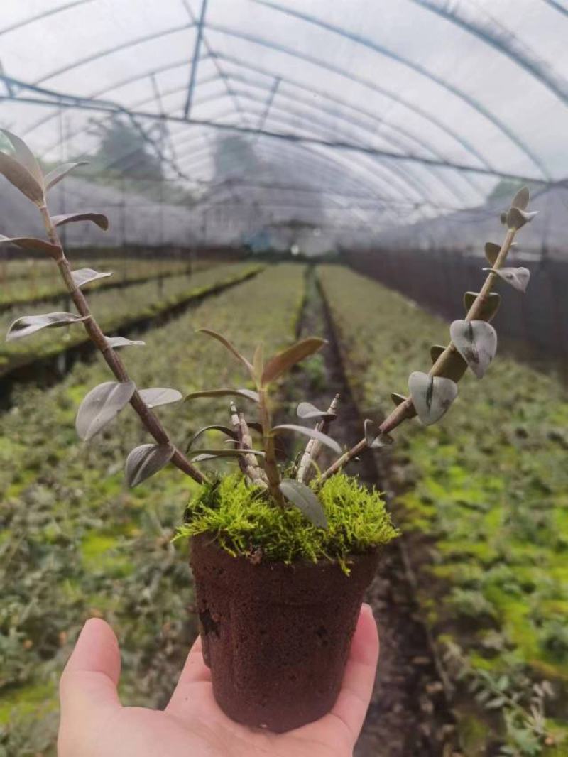 育苗基质营养土【玄土】保水透气纯植物纤维朔型省人工