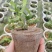 育苗基质营养土【玄土】保水透气纯植物纤维朔型省人工