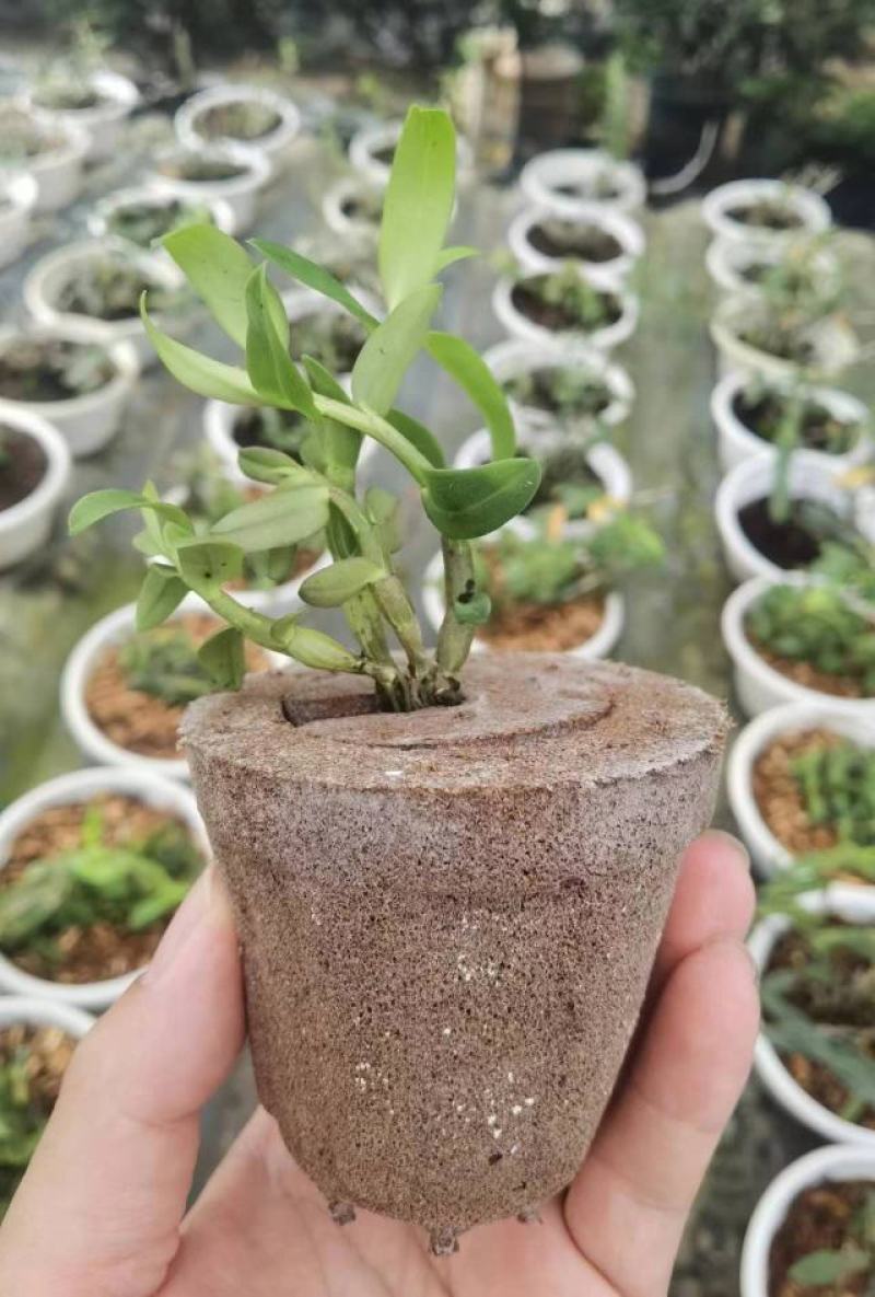 育苗基质营养土【玄土】保水透气纯植物纤维朔型省人工