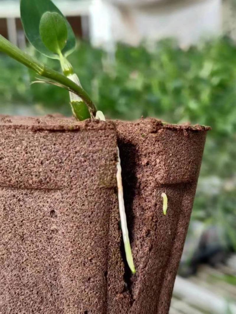 育苗基质营养土【玄土】保水透气纯植物纤维朔型省人工