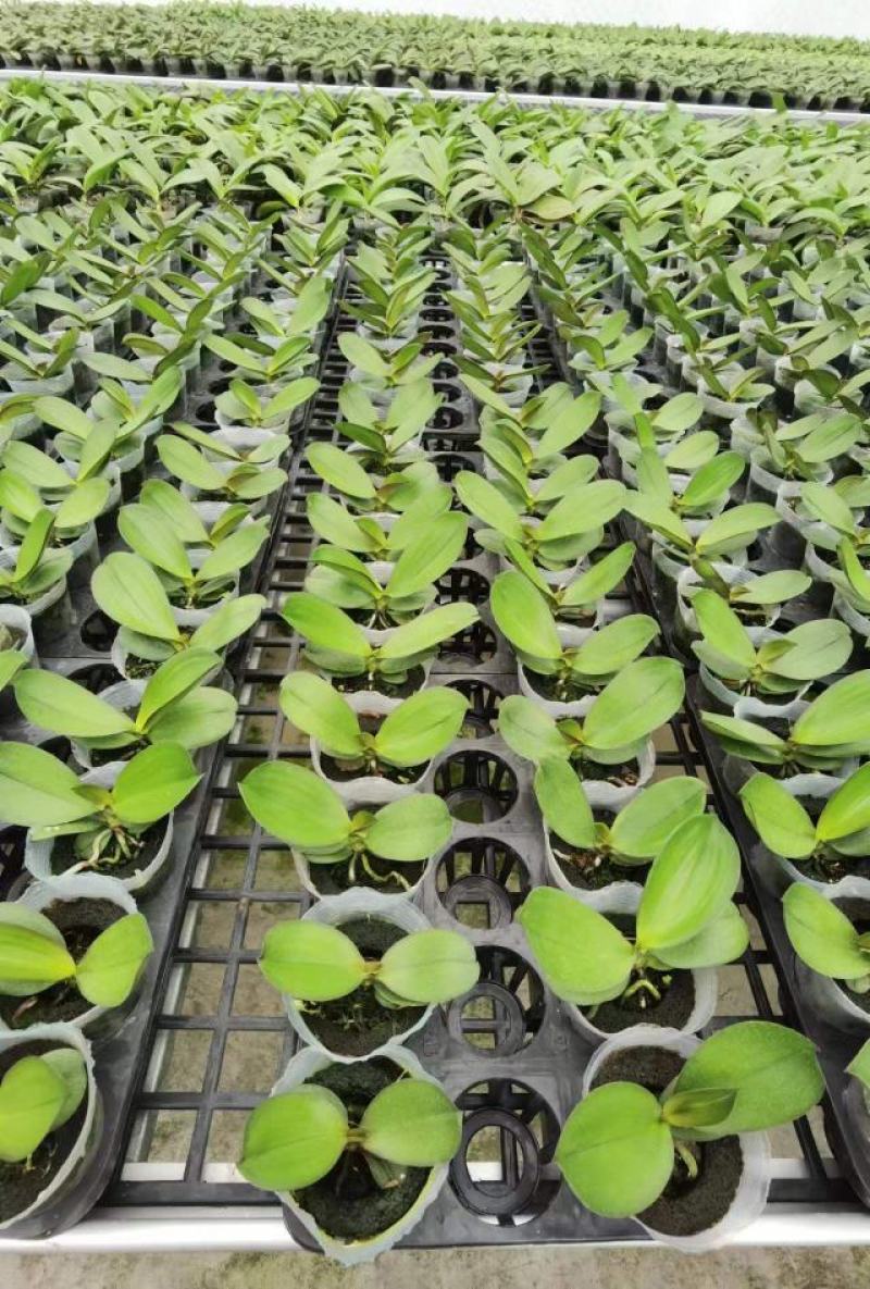 育苗基质营养土【玄土】保水透气纯植物纤维朔型省人工