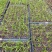 育苗基质营养土【玄土】保水透气纯植物纤维朔型省人工