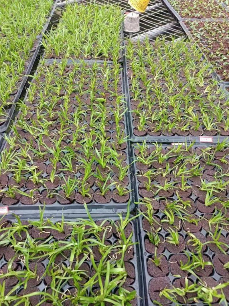 育苗基质营养土【玄土】保水透气纯植物纤维朔型省人工