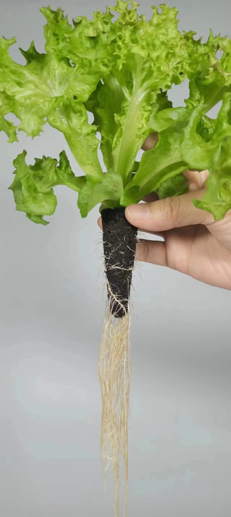 育苗基质营养土【玄土】保水透气纯植物纤维朔型省人工